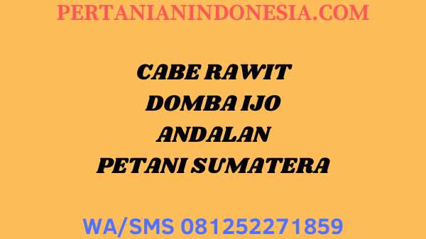 CABE RAWIT DOMBA IJO ANDALAN PETANI SUMATERA DI JUAL HARGA MURAH